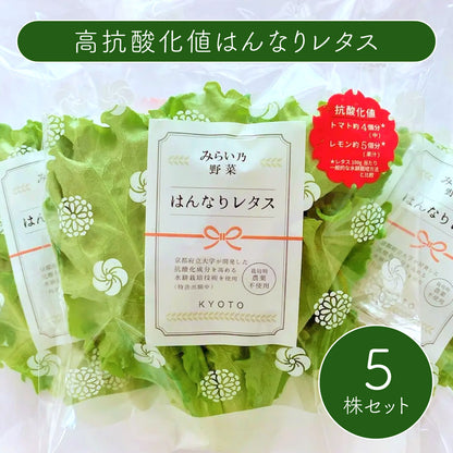 みらい乃野菜　高抗酸化値はんなりレタス（1株60g前後）5株セット