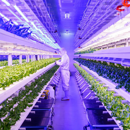 みらい乃野菜　高抗酸化値はんなりレタス（1株60g前後）5株セット