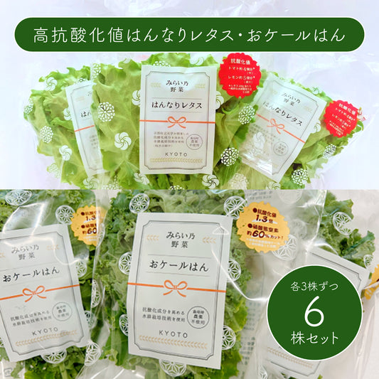 みらい乃野菜　高抗酸化値はんなりレタス・おケールはん（1株各60g前後）各3株ずつ　合計6株セット