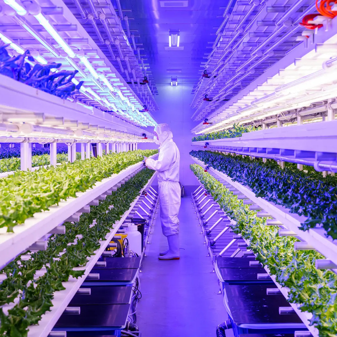 みらい乃野菜　高抗酸化値はんなりレタス・おケールはん（1株各60g前後）各3株ずつ　合計6株セット