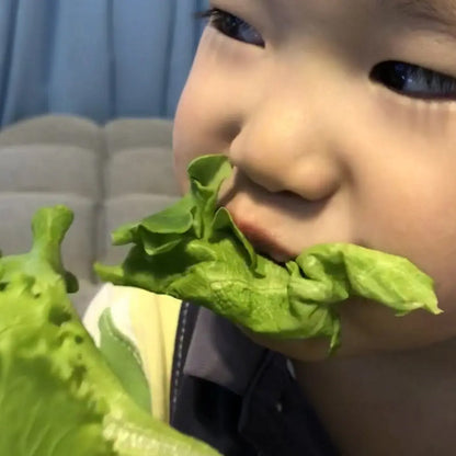 みらい乃野菜　高抗酸化値はんなりレタス・おケールはん（1株各60g前後）各3株ずつ　合計6株セット